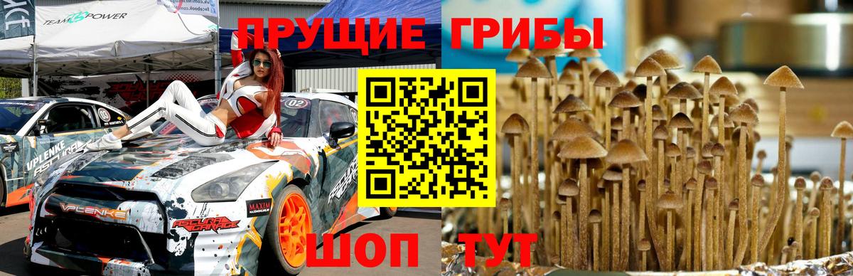 Псилоцибиновые грибы MAGIC MUSHROOMS  дарнет шоп  Чернушка  Вход с VPN  Псилоцибиновые грибы Psilocybe 